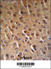 PFTK1 Antibody (N-term P82) (RB18842) IHC analysis in formalin fixed and paraffin embedded human brain tissue followed by peroxidase conjugation of the secondary antibody and DAB staining. This data demonstrates the use of the PFTK1 Antibody (N-term P82) for immunohistochemistry.