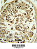 IHC analysis in formalin fixed and paraffin embedded human testis tissue followed by peroxidase conjugation of the secondary antibody and DAB staining. This data demonstrates the use of the for immunohistochemistry.