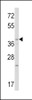 Western blot analysis of WNT1 Antibody in mouse heart tissue lysates (35ug/lane)