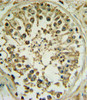 WNT1 Antibody IHC analysis in formalin fixed and paraffin embedded human testis followed by peroxidase conjugation of the secondary antibody and DAB staining.