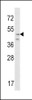 Western blot analysis of CRHR2 Antibody in NIH-3T3 cell line lysates (35ug/lane)