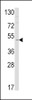 Western blot analysis of EDNRB Antibody in mouse cerebellum tissue lysates (35ug/lane)