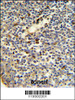 FKBP11 Antibody IHC analysis in formalin fixed and paraffin embedded human tonsil tissue followed by peroxidase conjugation of the secondary antibody and DAB staining.