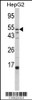 Western blot analysis of FUCA1 Antibody in HepG2 cell line lysates (35ug/lane)