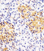 Antibody staining Hsp 60 in human pancreas sections by Immunohistochemistry (IHC-P - paraformaldehyde-fixed, paraffin-embedded sections) .