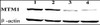 Western blot showing knockdown of endogenous MTM1 expression by MTM1-targeting vectors pDM134 and pDM170. Embryonic stem (ES) cells were untreated (lane 1) or transfected with control plasmid pDCont (lane 2) , MTM1-targeting plasmid pDM134 (lane 3) , or pDM170 (lane 4) . The blot was probed with anti-MTM1 rabbit polyclonal antibodies. -Actin was used as a loading control.