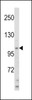 Western blot analysis of HIP116A Antibody in HL60 cell line lysates (35ug/lane)