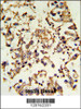 Formalin-fixed and paraffin-embedded human testis tissue reacted with PRKACA Antibody (N-term K82) , which was peroxidase-conjugated to the secondary antibody, followed by DAB staining.