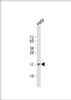 Western Blot at 1:1000 dilution + Hela whole cell lysate Lysates/proteins at 20 ug per lane.