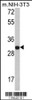 Western blot analysis of FHL1 Antibody in NIH-3T3 cell line lysates (35ug/lane)