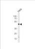 Western blot analysis of lysate from HeLa cell line, using WSB2 Antibody at 1:1000 at each lane.