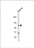 Western Blot at 1:4000 dilution + Ramos whole cell lysate Lysates/proteins at 20 ug per lane.