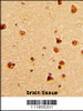 Formalin-fixed and paraffin-embedded human brain with KHSRP Antibody (N-term) , which was peroxidase-conjugated to the secondary antibody, followed by DAB staining.