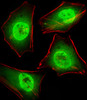 Fluorescent image of Hela cells stained with GTF2I Antibody . Antibody was diluted at 1:25 dilution. An Alexa Fluor 488-conjugated goat anti-rabbit lgG at 1:400 dilution was used as the secondary antibody (green) . Cytoplasmic actin was counterstained with Alexa Fluor 555 conjugated with Phalloidin (red) .