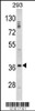 Western blot analysis of DLX2 Antibody in 293 cell line lysates (35ug/lane)