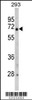 Western blot analysis of GNPAT Antibody in 293 cell line lysates (35ug/lane)