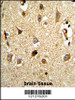 Formalin-fixed and paraffin-embedded human brain tissue reacted with VCP Antibody, which was peroxidase-conjugated to the secondary antibody, followed by DAB staining.