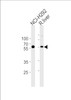 Western blot analysis in NCI-H292 cell line and rat liver tissue lysates (35ug/lane) .