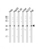 Western Blot at 1:2000 dilution Lane 1: Hela whole cell lysate Lane 2: HepG2 whole cell lysate Lane 3: HL-60 whole cell lysate Lane 4: Jurkat whole cell lysate Lane 5: NCCIT whole cell lysate Lane 6: Raji whole cell lysate Lysates/proteins at 20 ug per lane.