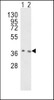 Western blot analysis of OGG1 Antibody in Hela (lane 1) , NIH-3T3 (lane 2) cell line lysates (35ug/lane)