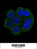 Confocal immunofluorescent analysis of TMPRSS3 Antibody with hela cell followed by Alexa Fluor 488-conjugated goat anti-rabbit lgG (green) . DAPI was used to stain the cell nuclear (blue) .