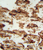 IGFBP4 antibody immunohistochemistry analysis in formalin fixed and paraffin embedded human placenta tissue followed by peroxidase conjugation of the secondary antibody and DAB staining.