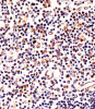 Antibody staining LAG3 in human thymus tissue sections by Immunohistochemistry (IHC-P - paraformaldehyde-fixed, paraffin-embedded sections) .