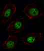 Fluorescent image of U251 cell stained with ARGBP2 Antibody (N-term) .U251 cells were fixed with 4% PFA (20 min) , permeabilized with Triton X-100 (0.1%, 10 min) , then incubated with ARGBP2 primary antibody (1:25) . For secondary antibody, Alexa Fluor 488 conjugated donkey anti-rabbit antibody (green) was used (1:400) .Cytoplasmic actin was counterstained with Alexa Fluor 555 (red) conjugated Phalloidin (7units/ml) .ARGBP2 immunoreactivity is localized to Nucleus significantly.