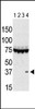 Antibody is used in Western blot to detect Aurora C in lysates of 293 cells expressing Flag tag (lane 1) , Flag-tagged Aurora A (lane 2) , Flag-tagged Aurora B (lane 3) , and Flag-tagged Aurora C (lane 4) . Data is kindly provided by Drs. K. Sasai and S. Sen from the University of Texas MD Anderson Cancer Center (Houston, TX) .