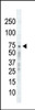 Western blot analysis of anti-GRK2 C-term Pab in Ramos cell lysate