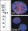 Antibody is used in Western blot to detect MSK2 in placenta tissue lysate. Indirect immunofluorescence analysis showed that MSK2 is predominantly localized in the nucleus of parental (10T1/2) and oncogene-transformed (Ciras-3) mouse fibroblasts. Cells were co-stained with DAPI to visualize nucleus compartment. Data is kindly provided by B. Drobic and Dr. J. Davie from University of Manitoba (Winnipeg, Canada) .