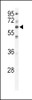 Western blot analysis of hPKC-iota-C181 in Hela cell line lysates (35ug/lane)