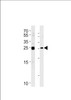 Western blot analysis in Daudi, K562 cell line lysates (35ug/lane) .