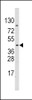 Western blot analysis of PDK4 Antibody (E265) in CEM cell line lysates (35ug/lane)