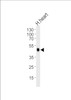 Western blot analysis of lysate from human heart tissue lysate, using CKMT2 Antibody （A71） at 1:1000 at each lane.