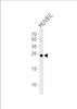 Western blot analysis of lysate from HUVEC cell line, using CSNK2B Antibody at 1:1000 at each lane.