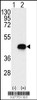 Western blot analysis of BCKDK using rabbit polyclonal BCKDK Antibody using 293 cell lysates (2 ug/lane) either nontransfected (Lane 1) or transiently transfected with the BCKDK gene (Lane 2) .