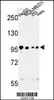 Western blot analysis of MASTL Antibody in HepG2, MDA-MB231, 293, Hela cell line lysates (35ug/lane)