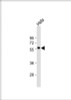 Western Blot at 1:1000 dilution + Hela whole cell lysate Lysates/proteins at 20 ug per lane.