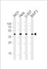 Western blot analysis of lysates from A431, Hela, U-937, BA/F3 cell line (from left to right) , using PGK1 Antibody (S320) at 1:1000 at each lane.