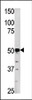 Western blot analysis of anti-PGK2 in HepG2 cell line lysate (35ug/lane)