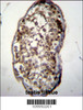 UCK2 Antibody immunohistochemistry analysis in formalin fixed and paraffin embedded human testis tissue followed by peroxidase conjugation of the secondary antibody and DAB staining.