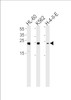 Western blot analysis in HL-60, K562, H-4-II-E cell line lysates (35ug/lane) .