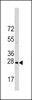 Western blot analysis of HSPB1 Antibody (S83) in Hela cell line lysates (35ug/lane)