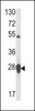 Western blot analysis of HSP27 antibody in MCF-7 cell line lysates (35ug/lane)