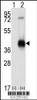 Western blot analysis of CAMK1 using rabbit polyclonal CAMK1 Antibody using 293 cell lysates (2 ug/lane) either nontransfected (Lane 1) or transiently transfected with the CAMK1 gene (Lane 2) .