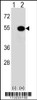 Western blot analysis of MAPKAPK5 using rabbit polyclonal MAPKAPK5 Antibody (T182) using 293 cell lysates (2 ug/lane) either nontransfected (Lane 1) or transiently transfected (Lane 2) with the MAPKAPK5 gene.