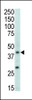 Western blot analysis of anti-MAPK11 Pab in mouse brain tissue lysate