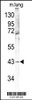 Western blot analysis of p38 gamma (MAPK12) Antibody in mouse lung tissue lysates (35ug/lane)