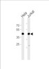 Western blot analysis in Hela and Jurkat cell line lysates (35ug/lane) .